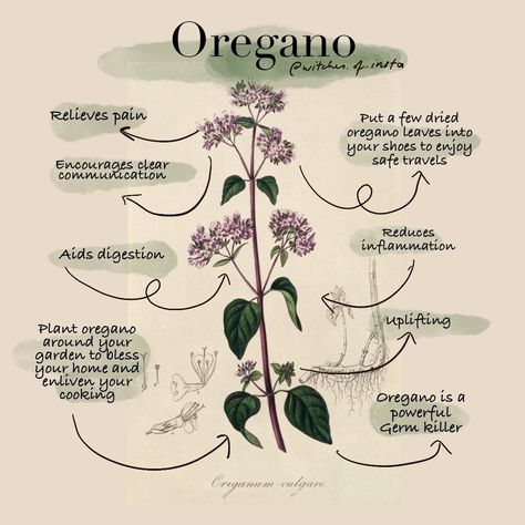 Today's magickal herb is Oregano.⁠ Lots of you probably already use oregano in the kitchen but did you know that it has loads of amazing… Oregano Garden, Oregano Benefits, Protection Jar, Oregano Recipes, Growing Oregano, Oregano Plant, Magickal Herbs, Jar Spells, Oregano Leaves