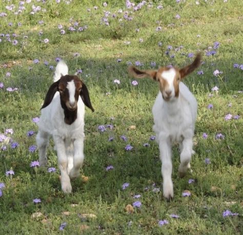 goat posts - DIRTCORE RIGHTS! Urban Exploring, Cottage Core Aesthetic, Baby Goats, Cottagecore Aesthetic, + Core + Aesthetic, Cute Creatures, The Grass, Nature Aesthetic, 귀여운 동물