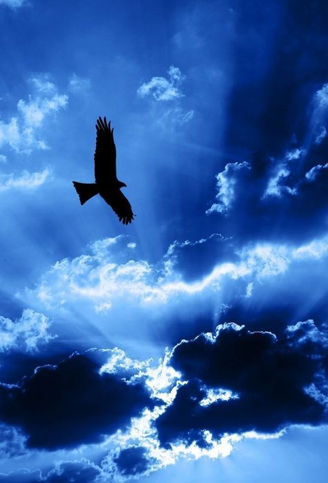 Bird Soaring Matka Natura, Secret Door, Feeling Blue, Love Blue, True Blue, Beautiful Sky, Blue Aesthetic, Blue Hues, Nature Beauty