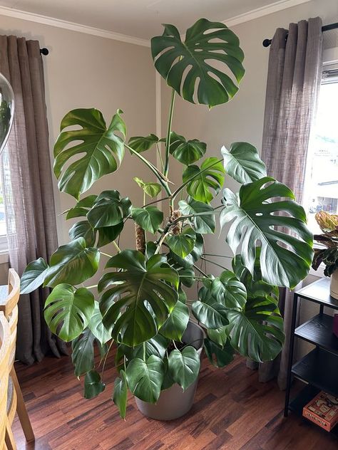 Tips & Tricks For Monstera Happiness | Looking for advice on how to make life easier for my 3,5 year old Monstera | Facebook Large Monstera Plant In Living Room, Planta Monstera, Plants 101, Plant Friends, Girl Apartment Decor, Girl Apartment, Living Room Plants, Plants Decor, Room Deco