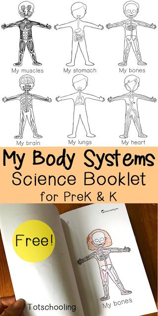 FREE science emergent reader book about the human body systems. Great science activity for preschool and kindergarten. Science Activity For Preschool, Louboutin Lipstick, Vetenskapliga Experiment, Body Preschool, Human Body Activities, Activity For Preschool, Sped Classroom, Human Body Unit, Gratis Printables