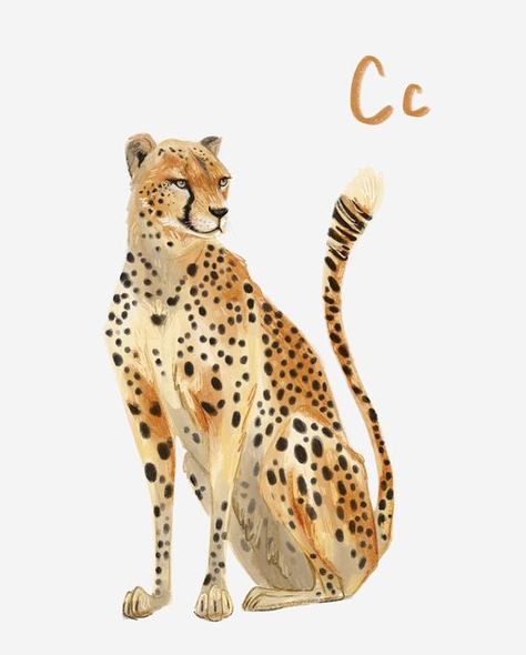 Jen Sweeney | Illustrator on Instagram: "C is for……Cheetah 🐆 The fasted land animal on earth. The name Cheetah comes from a Hindi word ‘Chita’ meaning ‘spotted one’. They sure are beautiful. #cheetahillustration #kidlitart #kidlitartist #thestyleclassillustration #bigcatsofinstagram #animalart #animalillustration #illustratorsofinstagram #catillustration" Cheetah Cute Drawing, Cheetah Graphic Design, Cheetah Illustration Drawings, Cheetah Laying Down Drawing, Cheetah Illustration, Cheetah Graphic, Cheetah Drawing, Cheetah Spots, Dna Art