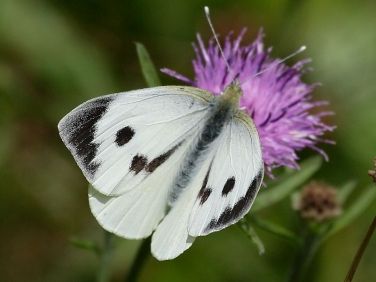 1549 Female Large White Butterfly (Pieris brassicae) Cabbage White Butterfly, Cabbage Butterfly, Butterfly Pictures, Sports Wallpapers, The Eighth Day, White Butterfly, Watercolor Inspiration, Butterfly Wallpaper, Black Spot