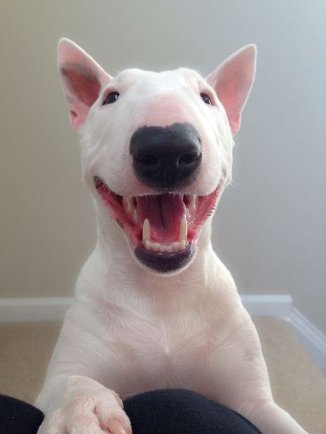 14 Reasons English Bull Terriers Are The Worst Indoor Dog Breeds Of All Time Stanford Terrier, Mini Bull Terrier, Mini Bull Terriers, Miniature Bull Terrier, Bull Terrier Puppy, Photo Animaliere, Silky Terrier, English Bull Terriers, Indoor Dog