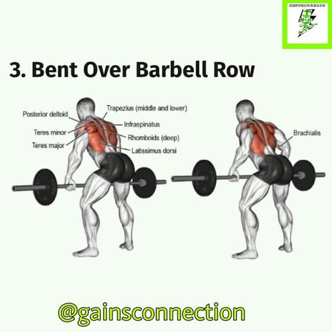 Bentover Barbell Row, Barbell Row Form, Workout Charts, Leg Weights, Back At The Gym, Workout Sheets, Barbell Deadlift, Barbell Row, Latissimus Dorsi