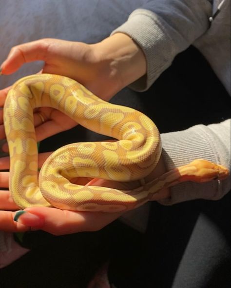 Full Grown Ball Python, Banana Pastel Ball Python, Yellow Ball Python, Banana Ball Python, Pet Snakes, Pretty Snakes, Reptile Room, Corn Snake, Cute Reptiles