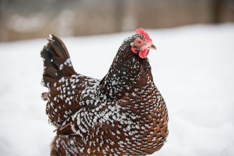 The top 11 friendliest chicken breeds. | BackYard Chickens - Learn How to Raise Chickens Ameraucana Chicken, Sussex Chicken, Chicken Facts, Giant Chicken, Buff Orpington, Pigeon Pictures, Egg Laying Chickens, Beautiful Chickens, Backyard Flocks