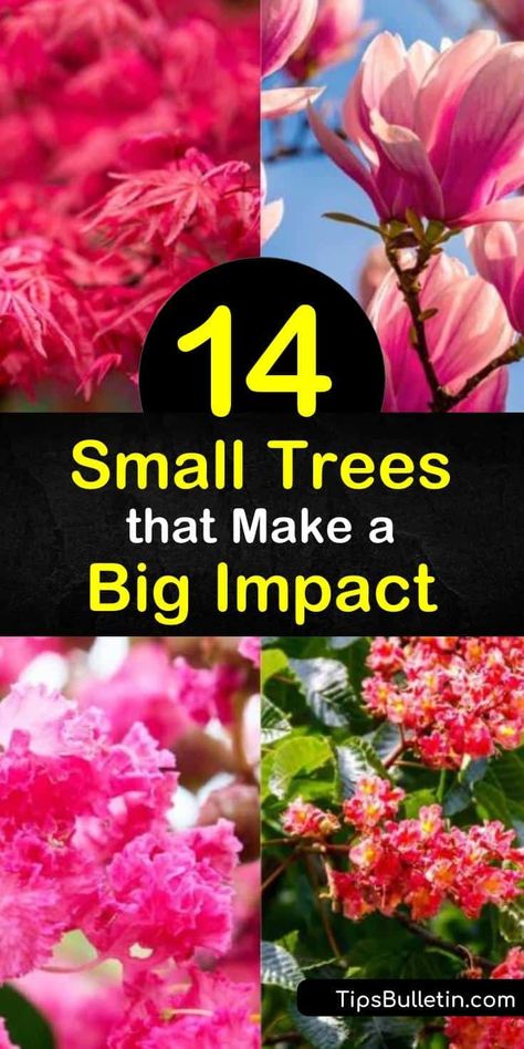 Utilize as much space possible in tiny yards by planting a small tree like the crabapple, crape myrtle, redbud, or other flowering trees. Small trees have the loveliest blooms in early spring and vibrant fall color that turns your front yard into the prettiest on the block. #small #trees #yard Flowering Trees In Pots, Good Front Yard Trees, Front Yard Landscaping With Tree In Middle, Front Yard Tree Placement, Small Landscaping Trees Near House, Small Flowering Trees Front Yards, Colorful Landscape Front Yard, Tiny Front Yard Ideas, Ornamental Trees Front Yards