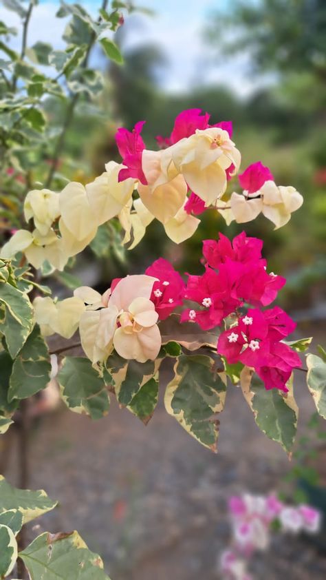 Beautiful Native Philippine flowers from our very own farm! #palawancherry Philippine Flowers, Farm Plants, Palawan, Online Photo, Nature Lover, Nativity, Philippines, Photo Sharing, Cherry