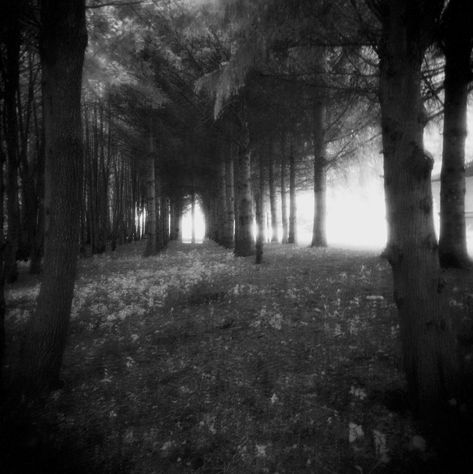 Strange Woods - forest photo black white landscape decor spooky dreamy gothic ethereal magical, trees goth woods dark wall art zen magical Fine art photography print on high quality archival photo paper. Taken near London, Ontario, Canada. Title: Strange Woods Please note you are buying the print and not the copyright.  Un-matted and Un-framed PRINT SIZE: Choose your size from the drop down menu.  There are additional images in this listing to help with choosing the right size for your needs.  I Woods Dark, Magical Trees, Black White Landscape, Dark Wall Art, Photo Black White, White Landscape, Dark Wall, Landscape Decor, Zen