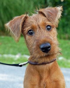 Irish Terrier baby Irish Terrier Puppies, Welsh Terrier, Irish Terrier, Fox Terriers, Terrier Puppies, Terrier Puppy, Terrier Dogs, Pitbull Terrier, Dog Names