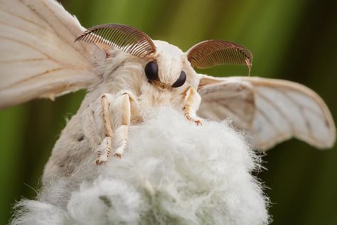 Venezuelan Poodle Moth, Silkworm Moth, Poodle Moth, Bombyx Mori, Silk Moth, Moth Species, Cute Moth, Tier Tattoo, Cool Bugs