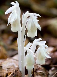 Indian Pipe in Spring by Susan C. Larkin also known as ghost flower or corpse flower. crazy ethereal flower blooming all over the forest floor this week Ghost Pipe Flower, Goth Plants, Monotropa Uniflora, Ghost Pipe, Ethereal Flowers, Ghost Flowers, Ghost Flower, Corpse Flower, Cool Palette