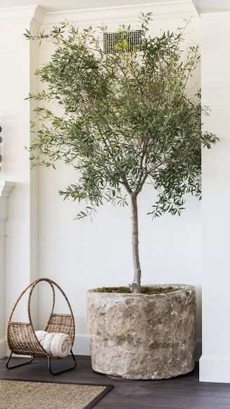 Black Olive Tree, Vertical Garden Plants, Mediterranean Aesthetic, Zen Interiors, Planting Pots, Timeless Interiors, Stone Planters, Interior Plants, Outdoor Pots