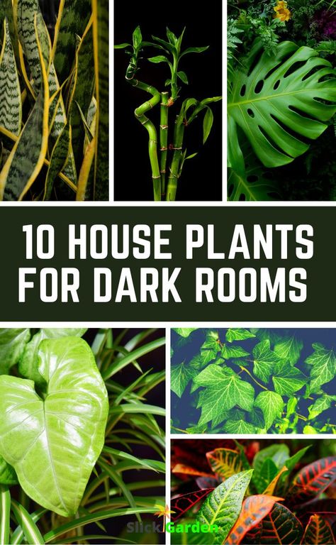 10 house plants for dark rooms. This plant can easily grow in the basement. It can propagate in the room where it receives little light. This plant can easily grow with minimum light and water. Plants That Grow Indoors With No Light, Plants That Grow In Dark Rooms, Plants In Dark Spaces, Dark Room Plants Houseplant, Plants For Laundry Room, Plant Corner Living Room With Grow Light, Plants That Grow In The Dark, Basement Plant Room, Plants For Dark Bathroom