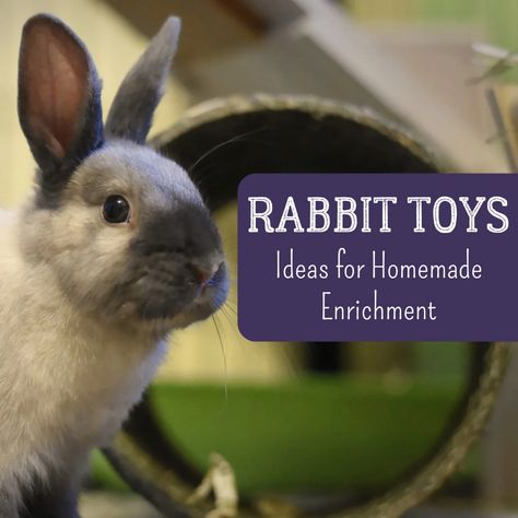 Bunny DIY: How to Make Your Own Homemade Rabbit Toys - PetHelpful Homemade Rabbit Treats, Homemade Rabbit Toys, Rabbits Toys, Diy Bunny Toys, Pet Rabbit Toys, Bunny Jump, Rabbit Stuff, Bunny Diy, Pet Diy