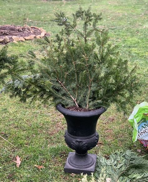 Winter gardening with outdoor planters is a great way to satisfy that craving while decorating for the holidays. Check out this easy and quick classic and simple front porch Christmas decoration on a budget. Decoration On A Budget, Simple Front Porch, Winter Containers, Outdoor Urns, Christmas Urns, Outdoor Christmas Planters, Holiday Planter, Winter Gardening, Winter Planter