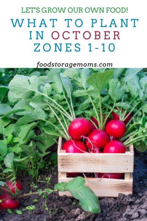 What To Plant In October, When To Plant Vegetables, Winter Greenhouse, Sacred Garden, Vegetable Garden Tips, Vegetable Garden For Beginners, Zone 9, California Garden, Fall Garden Vegetables