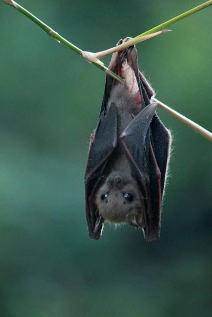 Bat. How could you be scared of this little dude...Unless he flew into your long stupid hair. Regnul Animal, Photo Animaliere, Baby Bats, Cute Bat, The Animals, Animal Photo, Nature Animals, Animals Friends, Upside Down