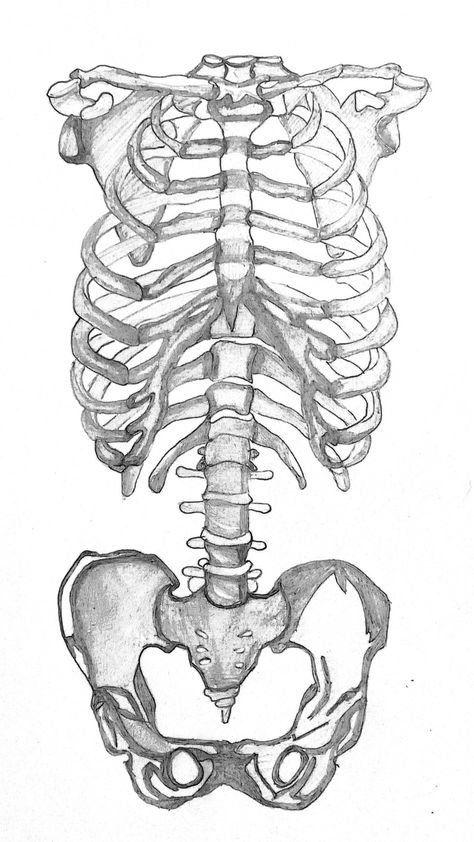 Skeleton Drawing Reference Simple, Skeleton With Butterflies In Stomach Drawing, Anatomy Art Easy, Surrealism Skeleton, Half Skeleton Half Human Drawing, Skeleton Laying Down, Skeloten Art, How To Draw Skeletons, Butterflies In Stomach Drawing