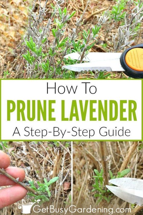 Lavender Pruning, Lavender Plant Care, Pruning Plants, Lavender Bush, Lavender Plants, Growing Lavender, Herb Gardens, Lavender Garden, Lavender Plant