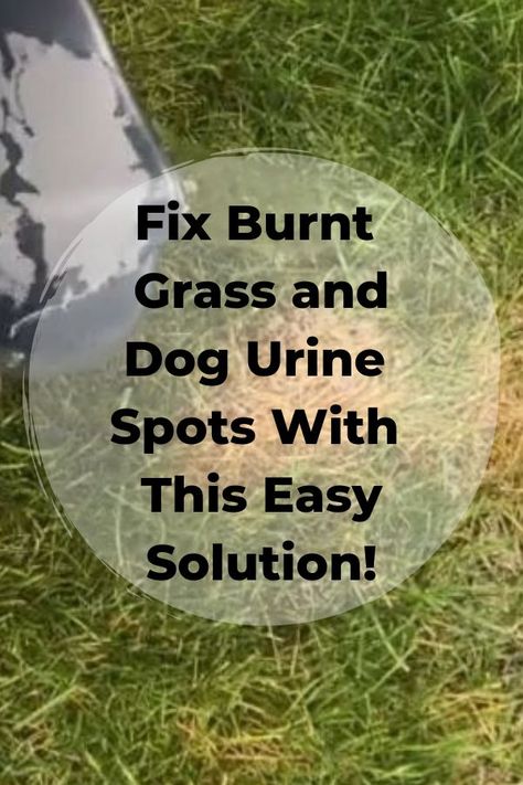 Dog Urine Grass Repair, Grass Free Backyard, Lawn Repair, No Grass Backyard, Dog Urine, Lawn Care Tips, Dog Pee, Backyard Diy, Lawn Maintenance