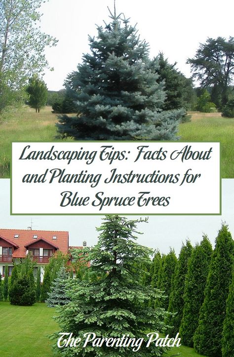 Colorado Spruce Landscaping, Arborvitae Landscaping, Acreage Landscaping, Xeriscape Front Yard, Landscape Ideas Front Yard Curb Appeal, Blue Spruce Tree, Colorado Spruce, Colorado Blue Spruce, Spruce Trees