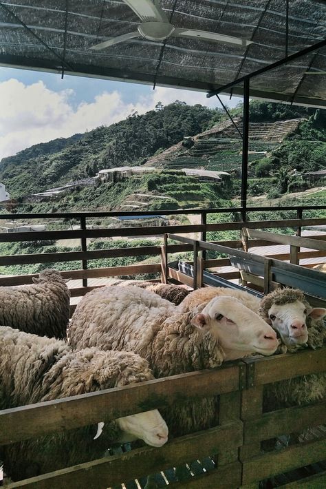 Cameron Highlands Aesthetic, Deco Bilik, Cameron Highlands Malaysia, Cameron Highlands, Central African Republic, Sheep Farm, Girly Images, Central African, East Asia