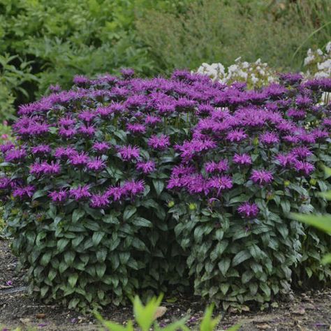 Purple Perennials, American Meadows, Bee Balm, Landscaping Tips, Planting Bulbs, Lawn And Garden, Summer Garden, All Plants, Flower Seeds