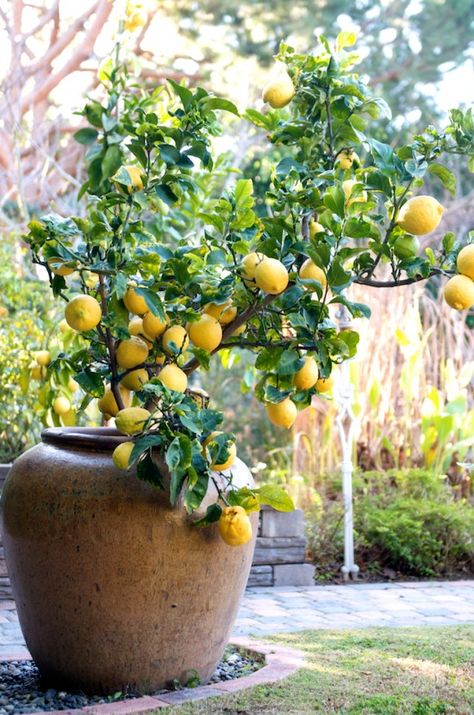 Eureka Lemon Tree, Lemon Tree From Seed, Fruit Trees In Containers, Eureka Lemon, Lemon Seeds, How To Grow Lemon, God Mad, Potted Trees, Tree Seeds