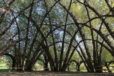 Massive Willow Dome by Marcel Kalberer at Schlepzig; photo by ilurch, via Flickr Living Willow Structures, Willow Dome, Willow Structures, Black Willow, Architectural Structure, Living Willow, Organic Structure, Rock Garden Design, Shade Structure