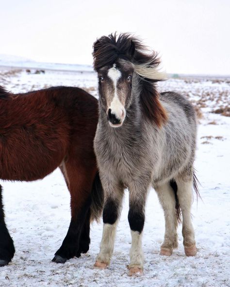 ♡ICELANDIC HORSES♡ on Instagram: “Rómeó looking so grown up🤩 This is the 1st time I’m see him since beginning of December, but he looks excellent even after these horrible…” Horse Looking Up, Icelandic Pony, Icelandic Horses, Magical Women, Rasy Koni, Horse Wallpaper, Icelandic Horse, Horse World, Horse Pattern