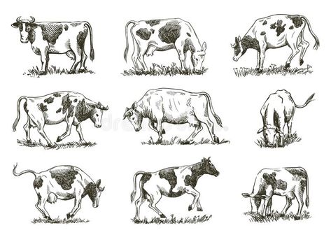 Cow Anatomy Drawing, Different Poses Drawing, How To Draw A Cow, Farm Animal Drawings, Easy Cow Drawing, Cows Drawing, Drawing Cows, Draw Cow, Bull Abstract