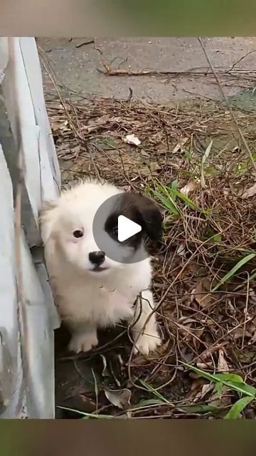 Lumblex on Instagram: "Kind man found a cute stray puppy and rescue it #animallove #animalloversofinstagram #animallovers❤️ #animalsofinsta #animalrescue #rescue #rescuesofinstagram #fyp #deer #babydeer #rescuedog #rescuebird #rescuedogs" Cute Dogs And Puppies Videos, Funny Puppies Video, Puppies And Babies, Cute Dogs Videos, Stray Puppy, Puppies Cutest, Puppies Videos, Cute Fluffy Puppies, Puppy Videos