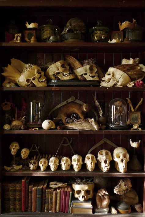 Eclectic display of objects, mostly skulls. The collector Cohn's story is interesting. See below link Skull Shelf, Witch Bookshelf, Reading Minds, Casa Fantasy, Cabinet Of Curiosity, Halloween Fest, Curiosity Cabinet, Vulture Culture, Cabinet Of Curiosities