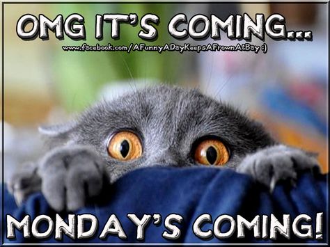 OMG Mondays Coming Pictures, Photos, and Images for Facebook, Tumblr, Pinterest, and Twitter Sunday Morning Humor, Sunday Humor, Sunday Morning Quotes, Sunday Quotes Funny, Birthday Card Sayings, Inspirerende Ord, Weekday Quotes, Monday Humor, Happy Sunday Quotes