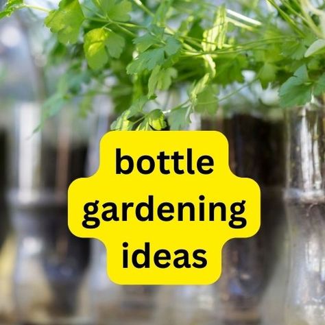 10 Creative glass bottle gardening ideas Glass Bottle Planters Diy, Bottle Gardening, Plant In Glass, Bottle Trees, Empty Glass Bottles, Gardening Projects, Blue Glass Bottles, Glass Bottle Diy, Bottle Garden