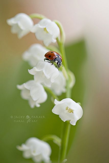 ✿ White flower Lily Lady by Jacky Parker Floral Art, via Flickr 1 Er Mai Muguet, Lily Of The Valley Flowers, Valley Flowers, Flowers Nature, Lady Bug, A Lady, Flower Pictures, Lily Of The Valley, Macro Photography