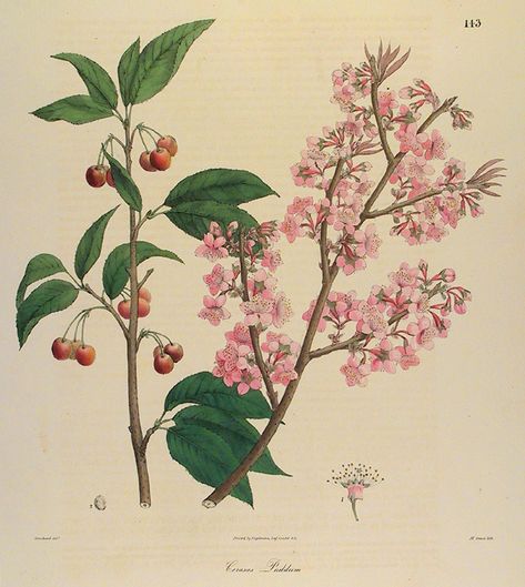 Cerasus puddum. [Cherry]. Plate 143.  by Nathaniel  Wallich. Published by Englemann, Graf, Coindet & Co. From Nathaniel Wallich’s “Plantae Asiaticae Rariores.” Lithograph, 1829-32. Cherry Blossom Vintage Illustration, Cherry Blossom Botanical Illustration, Sakura Macaron, Fruit Tattoos, Cherry Blossom Vintage, Birch Tree Mural, Vintage Biology, Cherry Illustration, Vintage Cherry Blossom