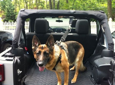 Dog Harness and Attachments - Jeep Wrangler Forum Camping Jeep, Jeep Wrangler Forum, Jeep Dogs, Cj Jeep, Tj Wrangler, Jeep Camping, Jeep Mods, Jeep Wrangler Accessories, Wrangler Accessories