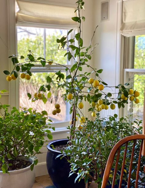 Meyer Lemon Tree Potted, Meyer Lemon Tree Care, Lemon Tree Potted, Indoor Lemon Tree, Growing Lemon Trees, Lemon Plant, Meyer Lemon Tree, How To Grow Lemon, Tattoo Plant