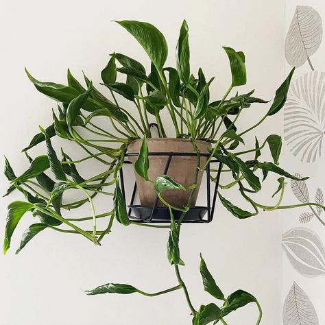 Shangri La Pothos: Care Tips for a Stunning Plant Pothos Shangri La, Pothos Care Tips, Pothos Care, Jade Plant Care, Zoysia Grass, Philodendron Plant, Spider Mites, Insecticidal Soap, Crassula Ovata