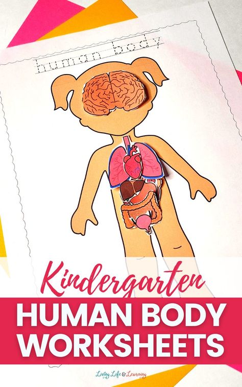 Labeling Kindergarten, Human Body Lesson, Human Body Printables, Body Parts For Kids, Human Body Worksheets, Human Body Projects, Free Kindergarten Printables, Free Human Body, Human Body Model