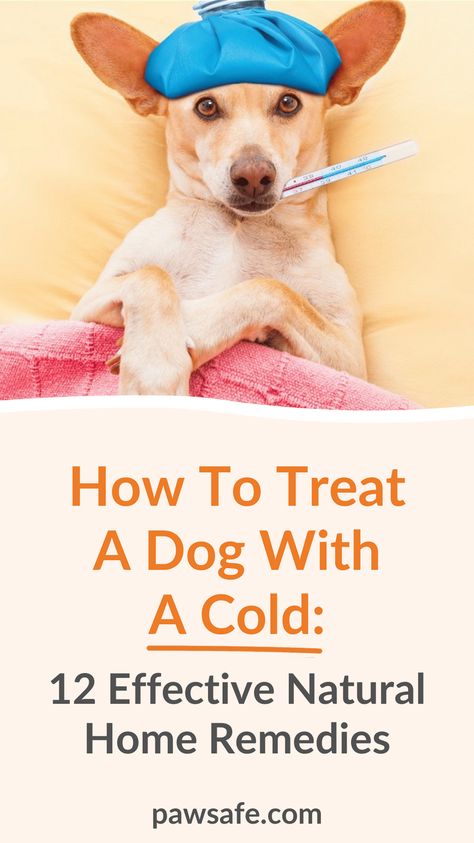 Sick Dog Remedies, Dog Sneezing, Dog Coughing, Dog Cold, Dog Remedies, Cold Medicine, Sick Dog, Dog Essentials, Cold Home Remedies