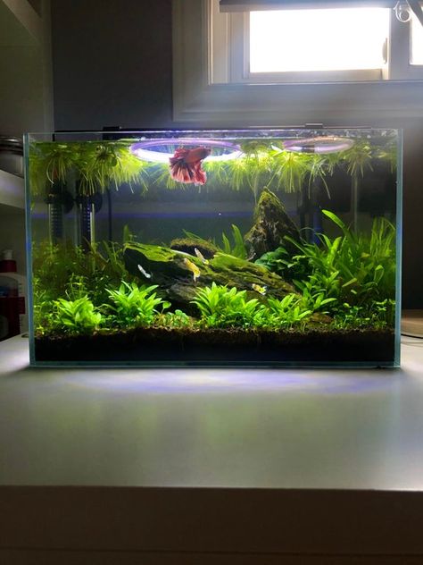 Aquascape Goldfish Tank, Bacopa Caroliniana, Planted Betta Tank, Cool Fish Tank Decorations, Fish Aquarium Decorations, Fish Tank Themes, Fish Tank Terrarium, Diy Fish Tank, Cool Fish Tanks