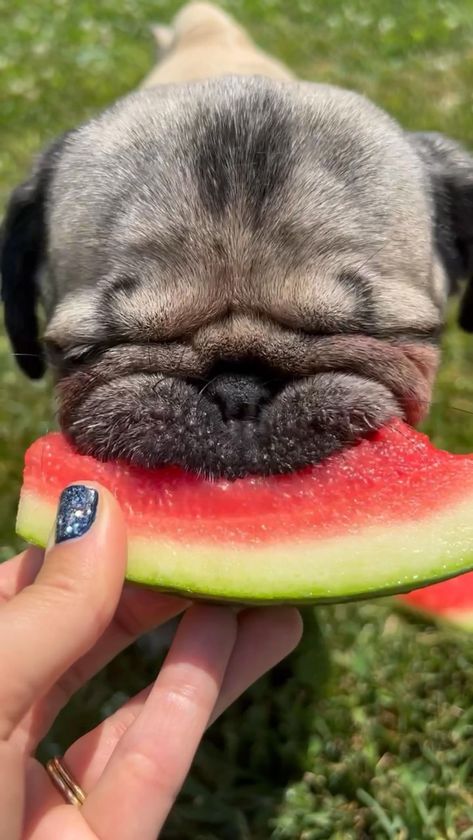 Funny Pug Videos, Both Sides Now, Give Too Much, Training For Beginners, Doug The Pug, Regnul Animal, The Best Songs, Very Cute Puppies, Joni Mitchell