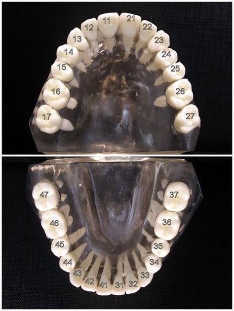 The International Standards Organization Designation System (ISO System) by the World Health Organization notation system is widely used by dental professionals internationally to associate information with a specific tooth. Based on the Fédération Dentaire Internationale (FDI), it is also known as ISO 3950[1] notation. Thus the ISO System uses a two-digit numbering system in which the first number represents a tooth's quadrant and the second number represents the number of the tooth from th... Dental Assistant Study, Dental Hygiene Student, Dental Extraction, Composite Veneers, Dental World, Dental Aesthetics, Kedokteran Gigi, Kesehatan Gigi, Dental Hygiene School