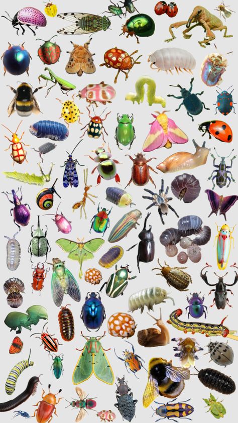 Aesthetic Bug, Bug Reference, Bug Photos, Bug Wallpaper, Pretty Bugs, Colorful Bugs, Cute Bugs, Cool Bugs, Bug Art