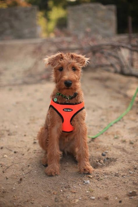 Just a kid. Irish Terrier Puppies, Scottish Deerhound, Lakeland Terrier, Welsh Terrier, Irish Terrier, Dog Best Friend, Wire Fox Terrier, Irish Wolfhound, Virtual Pet