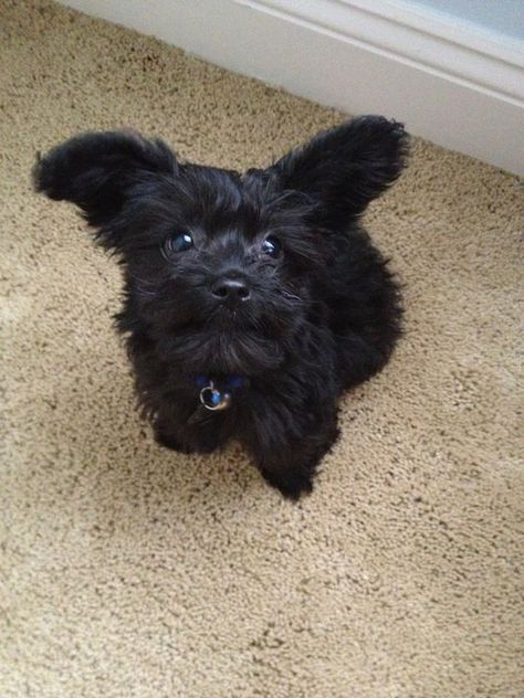 Black Yorkipoo Yorkie Poo Puppies, Terrier Poodle Mix, Smile Makers, Yorkie Poodle, Yorkie Mix, Poodle Grooming, Designer Dogs, Yorkie Poo, Popular Dog Breeds